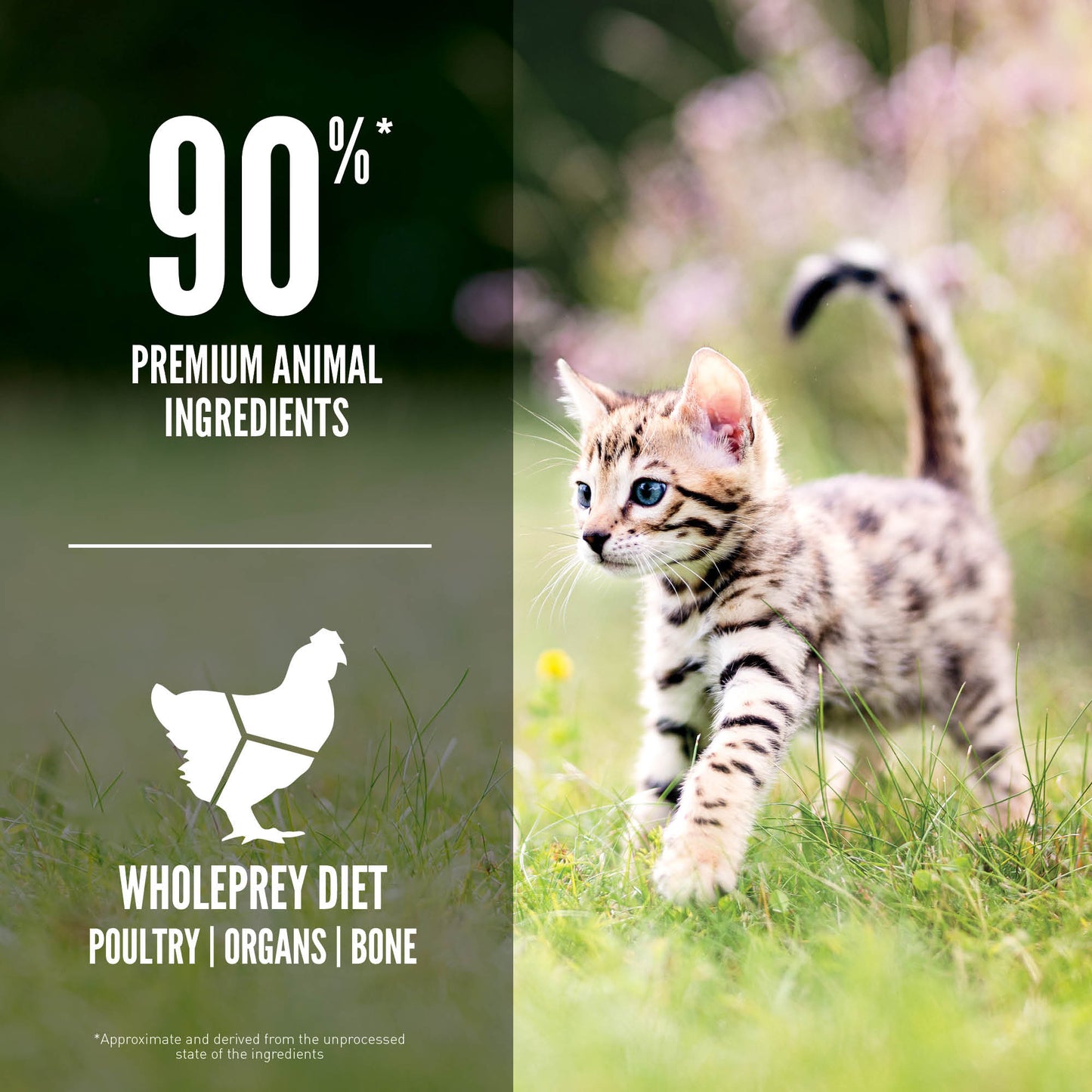 ORIJEN Kitten Dry Cat Food (2 Sizes)