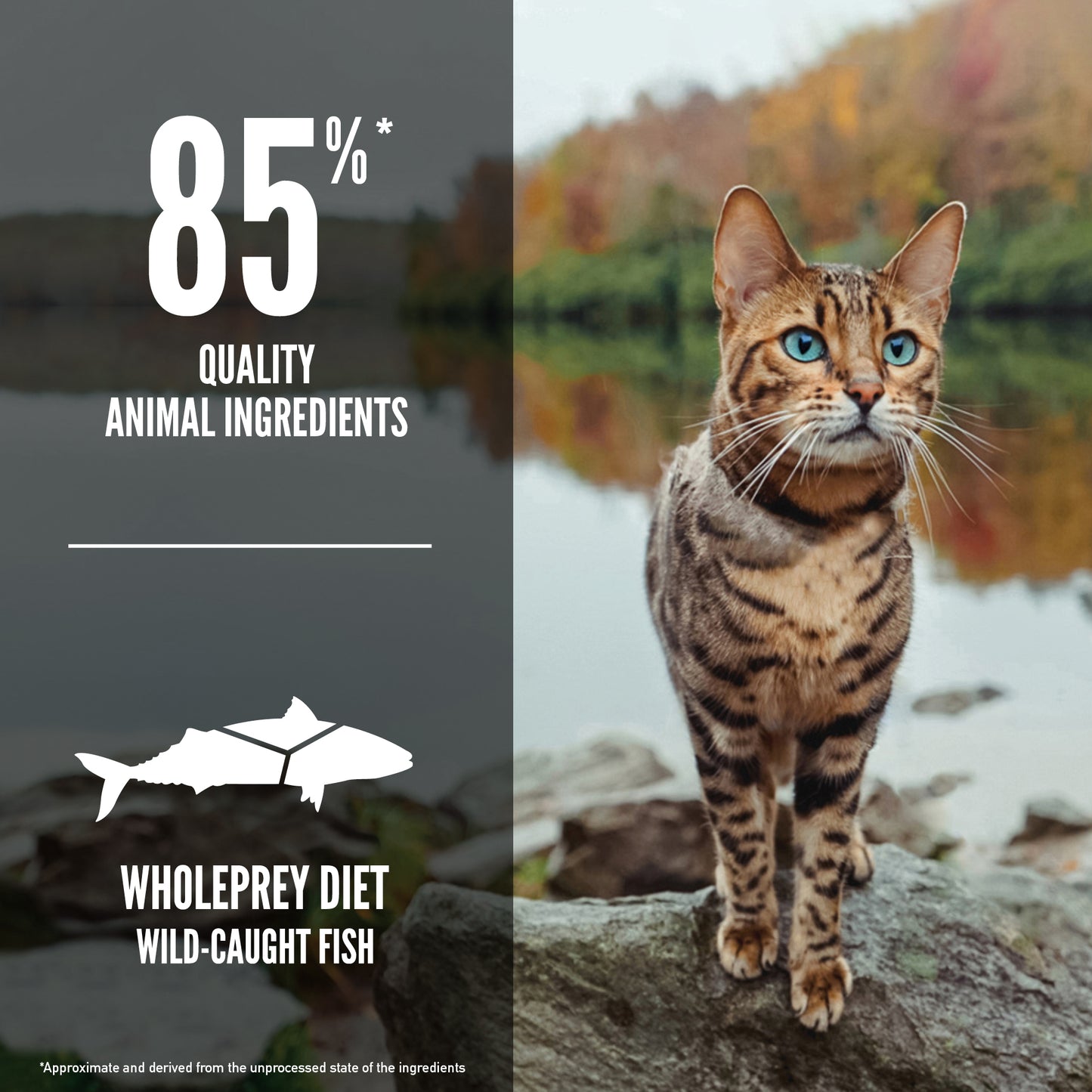 ORIJEN Six Fish Dry Cat Food (2 Sizes)