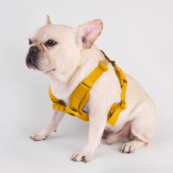 Sputnik Yellow Comfort Dog Harness